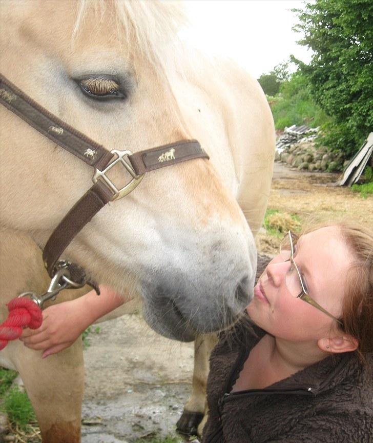 Fjordhest Skovvejens Rødtop (tidl part) - du er en engel i;<3 billede 7