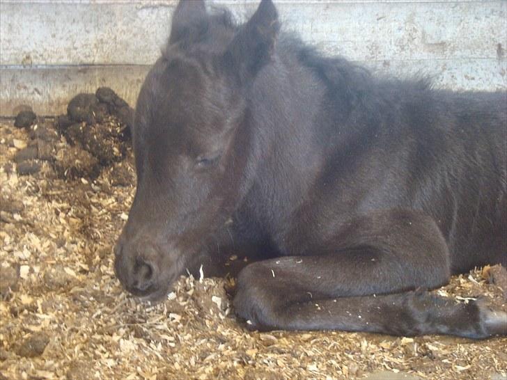 Dartmoor Thorøe's Honeymoon billede 7