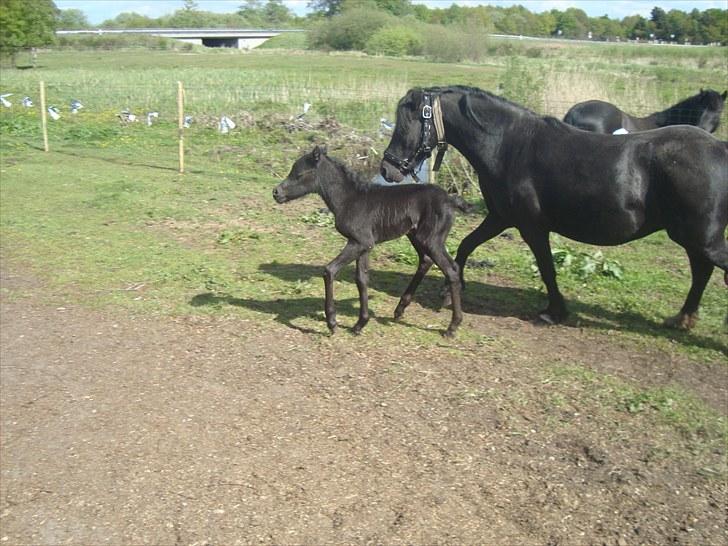Dartmoor Thorøe's Honeymoon billede 8