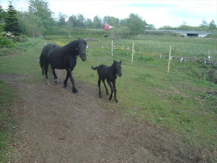 Dartmoor Thorøe's Honeymoon billede 9