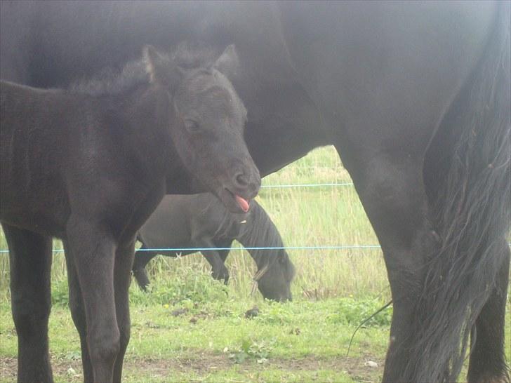 Dartmoor Thorøe's Honeymoon billede 10