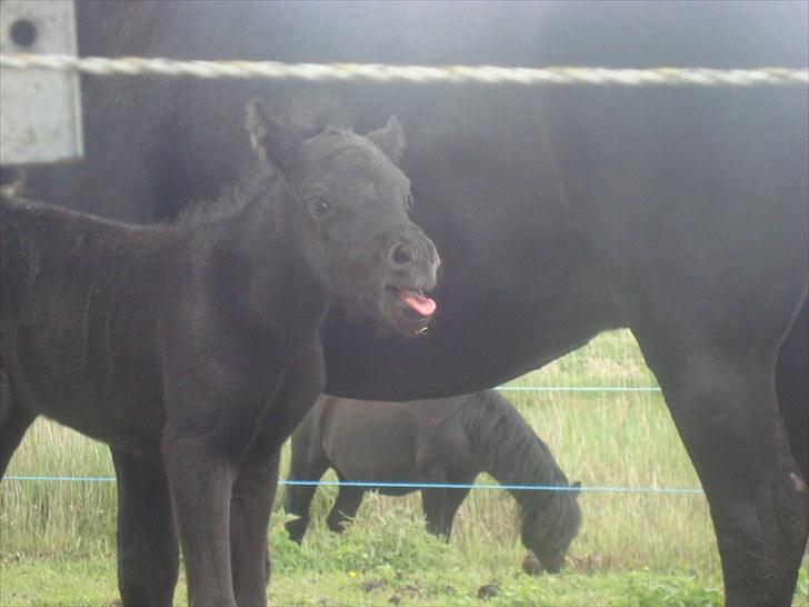 Dartmoor Thorøe's Honeymoon billede 11