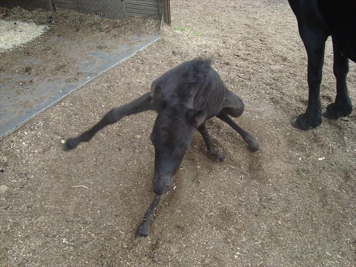 Dartmoor Thorøe's Honeymoon billede 12