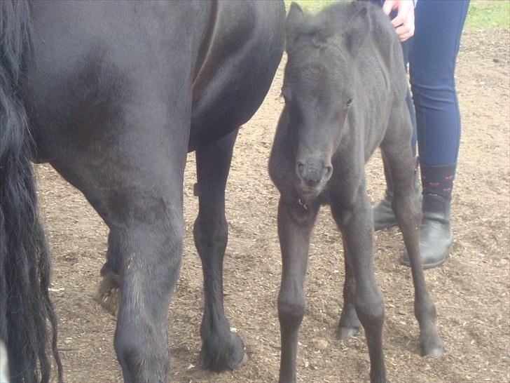 Dartmoor Thorøe's Honeymoon billede 13