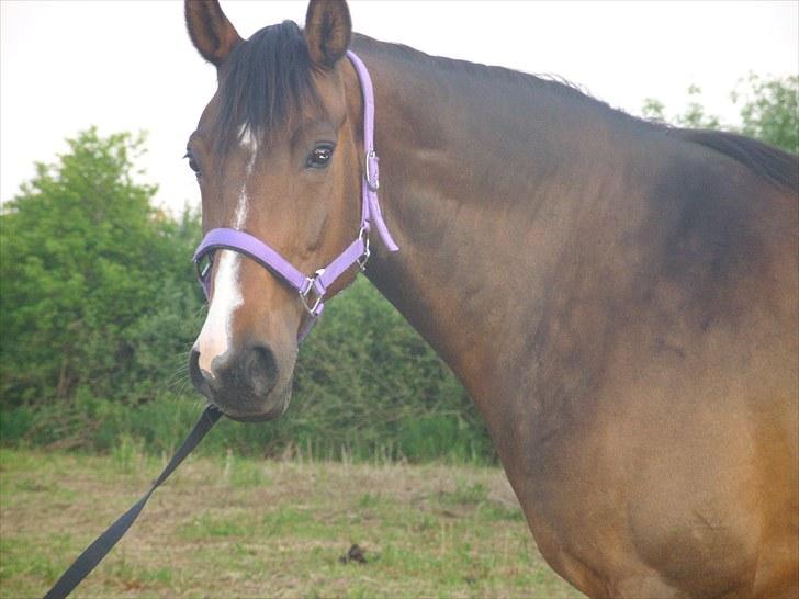 Dansk Varmblod Søndermarkens Chikeline - 1) Velkommen til Chikeline´s profil, læg meget gerne en kommentar og en bedømmelse til min smukke pige<3 billede 1