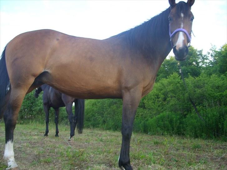 Dansk Varmblod Søndermarkens Chikeline billede 2