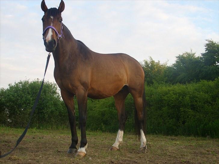 Dansk Varmblod Søndermarkens Chikeline billede 3