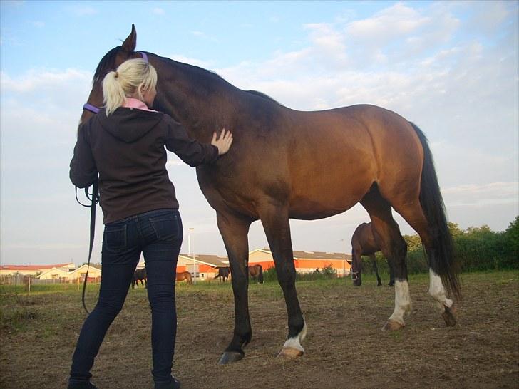 Dansk Varmblod Søndermarkens Chikeline billede 4