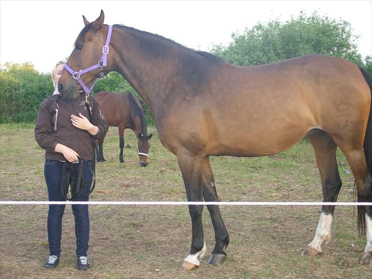 Dansk Varmblod Søndermarkens Chikeline billede 5