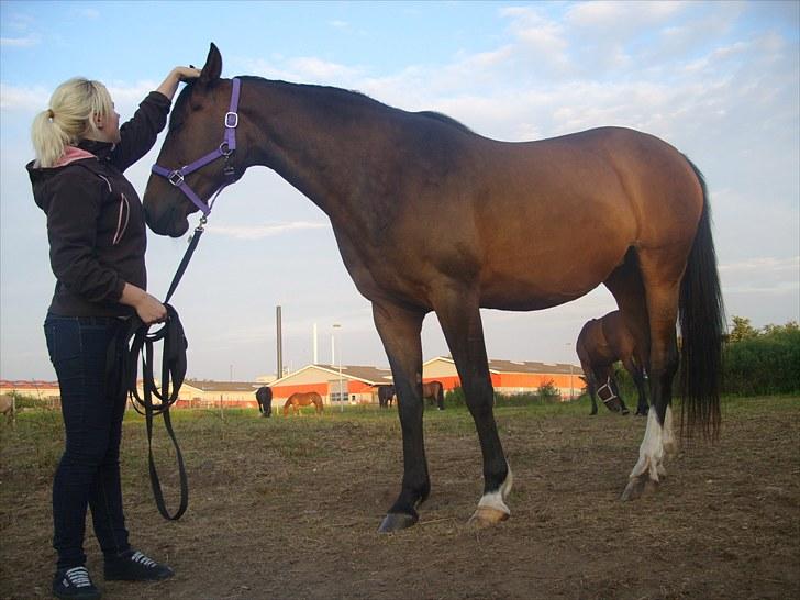 Dansk Varmblod Søndermarkens Chikeline billede 6