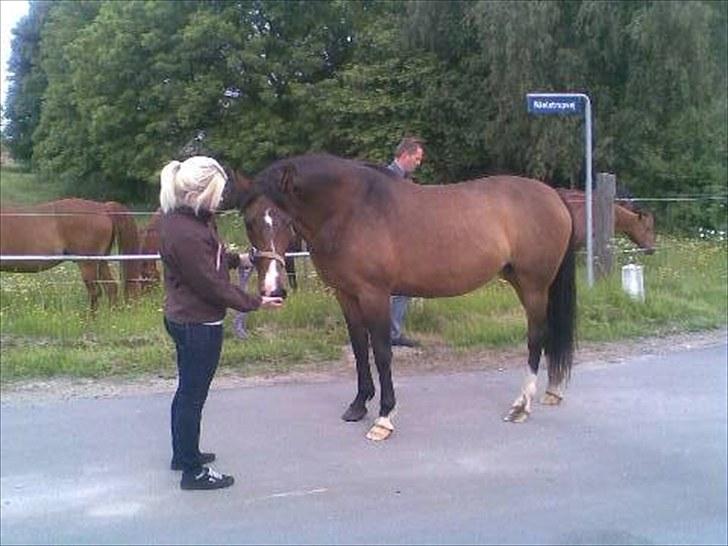 Dansk Varmblod Søndermarkens Chikeline - Lige inden vi læssede hende da vi hentede hende billede 7