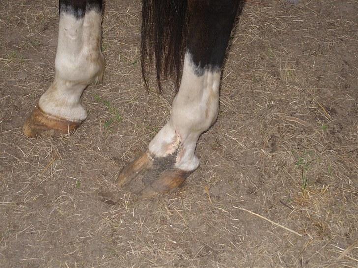 Dansk Varmblod Søndermarkens Chikeline - Hendes skade billede 8