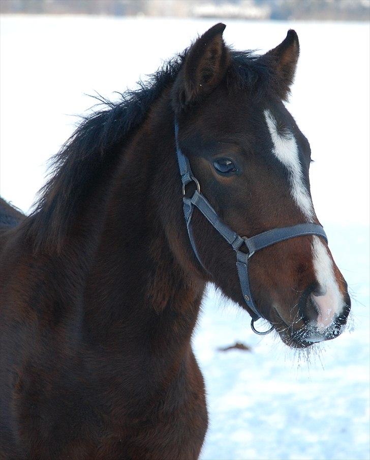 Anden særlig race Lykkebo's Athena - Athena 7 måneder gammel billede 1
