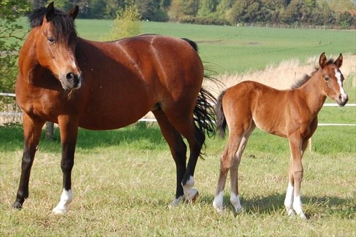 Anden særlig race Lykkebo's Athena - Athena 1 måned gammel billede 2