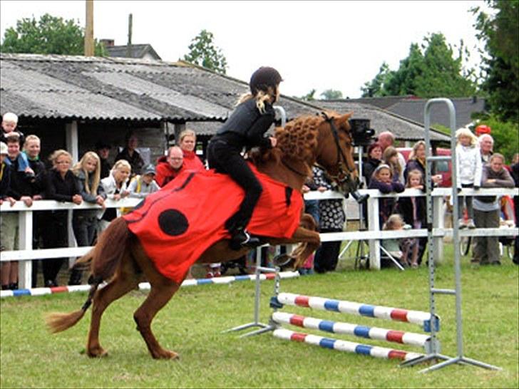 Islænder Toke |I Miss You| - Til kustyme springning på Det Fynske Dyreskue. - Fotograf Michael Jensen. billede 7
