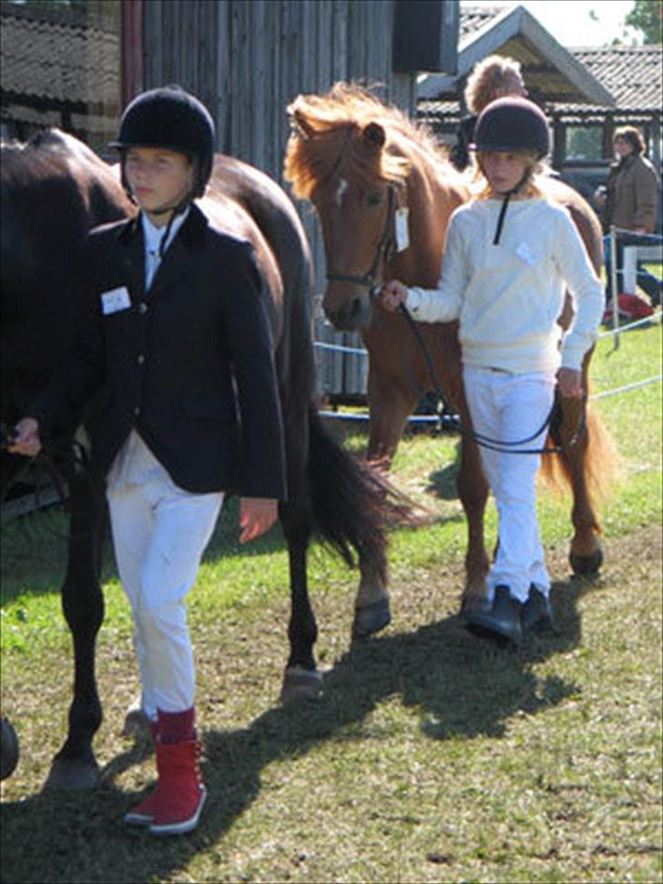 Islænder Toke |I Miss You| - Skal til at gå ind til mønstring på Det Fynske Dyreskue. - Fotograf Ulla, billede 8