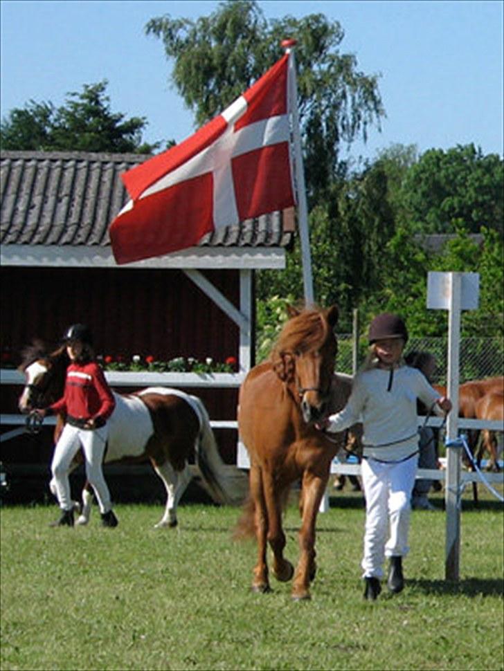 Islænder Toke |I Miss You| - Til mønstring på Det Fynske Dyreskue. - Fotograf Ulla Skov. billede 9