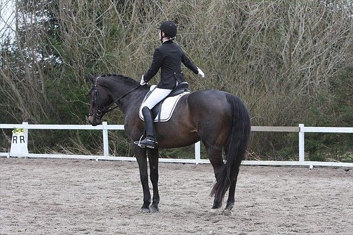 Dansk Varmblod Rosett - Parade i LA1. Foto: Majbritt Salten  billede 8