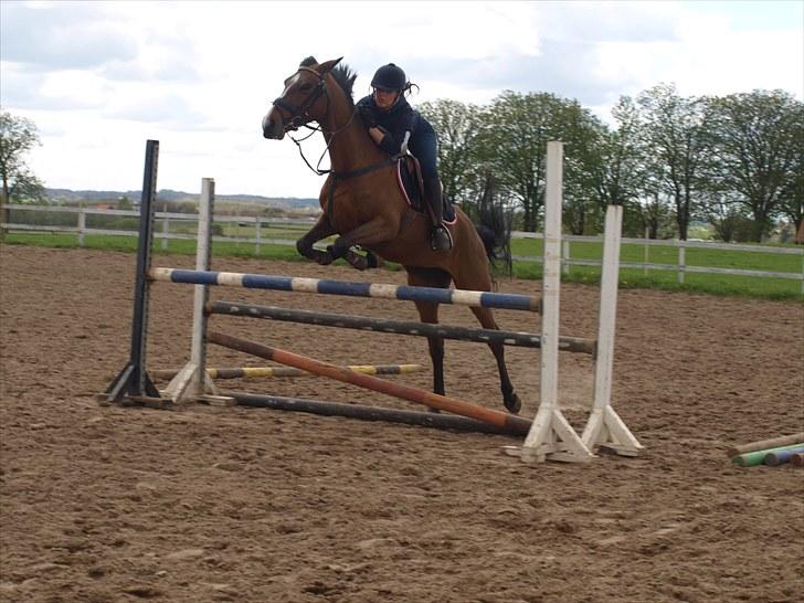 Belgisk Sportspony Tzoeky - sofie tog lige en jump tur på tossen :D billede 13