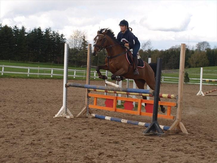 Belgisk Sportspony Tzoeky - sofie tog lige en jump tur på tossen :D billede 14