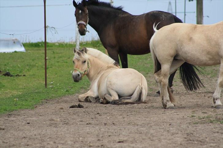 Fjordhest Grønhøjgårdens Malthe - Guldklumpen hviler benene, det er hårdt at være til en gang imellem :) Foto: Mig billede 11