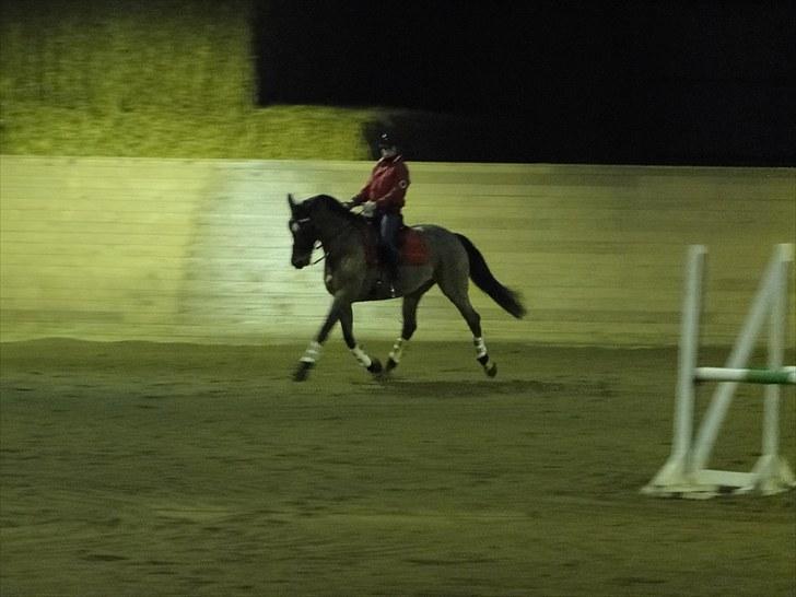 Dansk Varmblod Stenbrogårdens Fadroneur billede 1