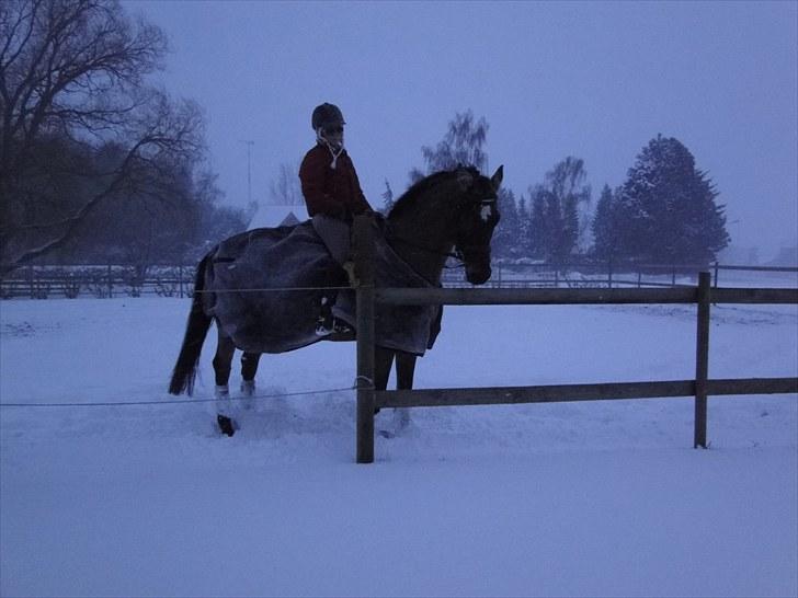 Dansk Varmblod Stenbrogårdens Fadroneur - Nørden og mig i sne storm billede 2