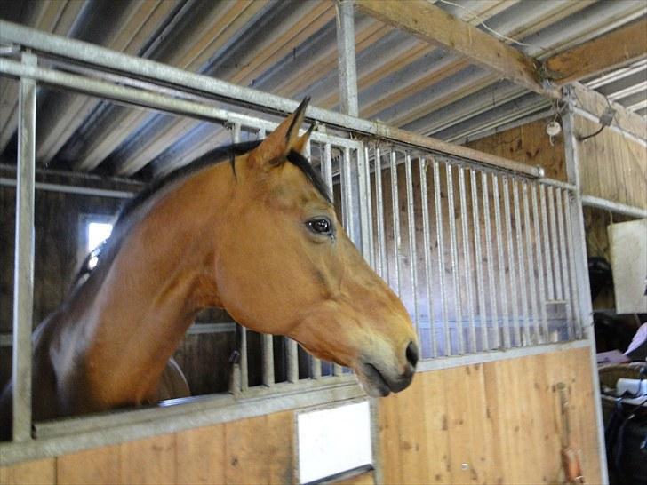 Dansk Varmblod Stenbrogårdens Fadroneur billede 3