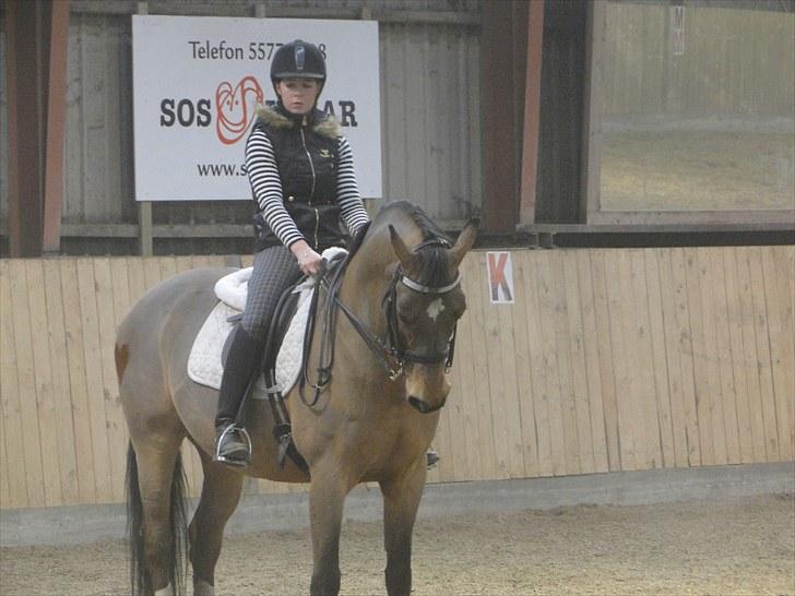 Dansk Varmblod Stenbrogårdens Fadroneur billede 4