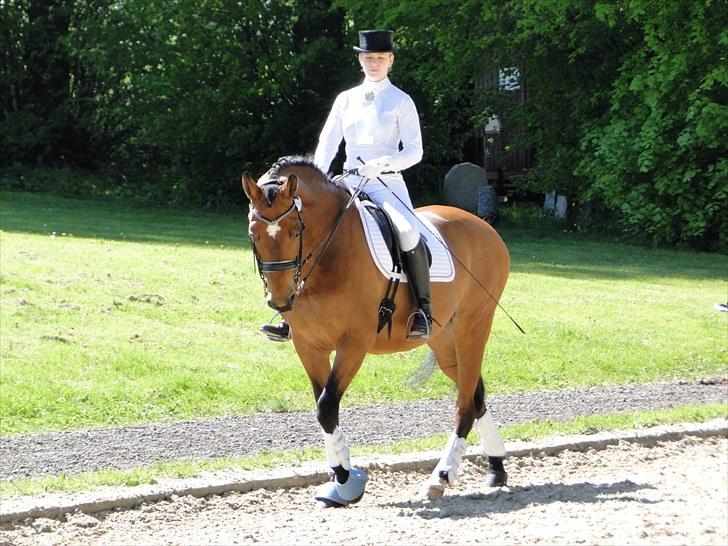 Dansk Varmblod Stenbrogårdens Fadroneur - Nørden og mig på Broholm til Ecco cup billede 6