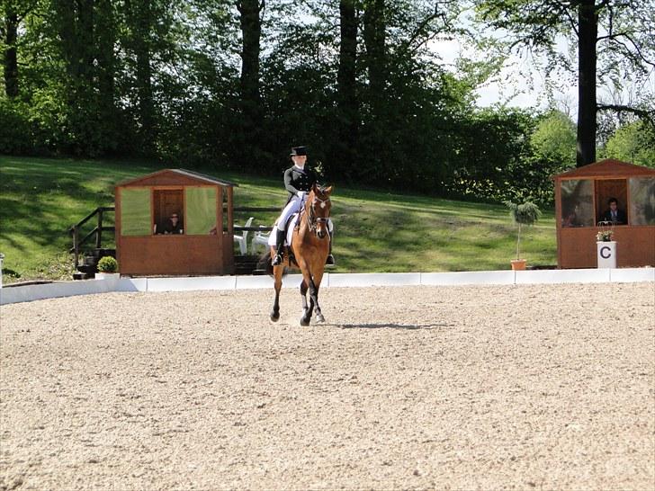 Dansk Varmblod Stenbrogårdens Fadroneur - Nørden og mig på Broholm til Ecco cup billede 7