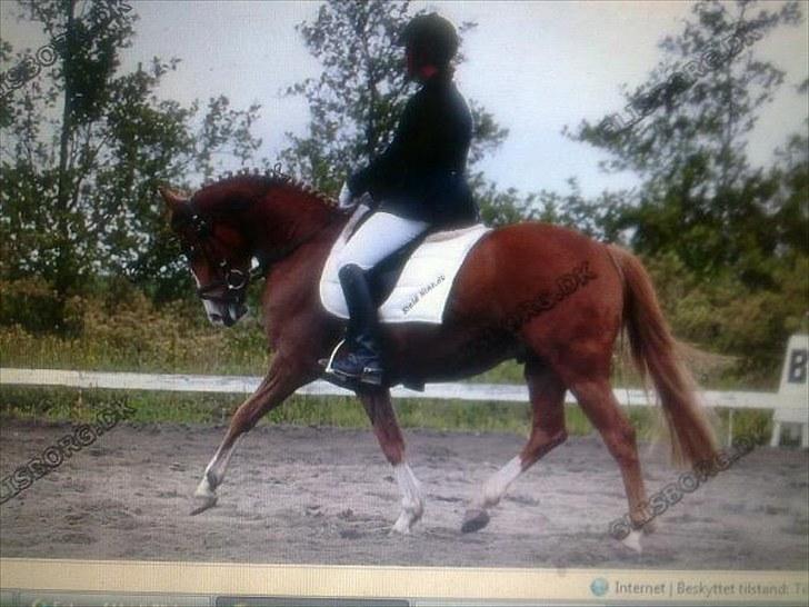 Anden særlig race Stald Nino`s Calido billede 8