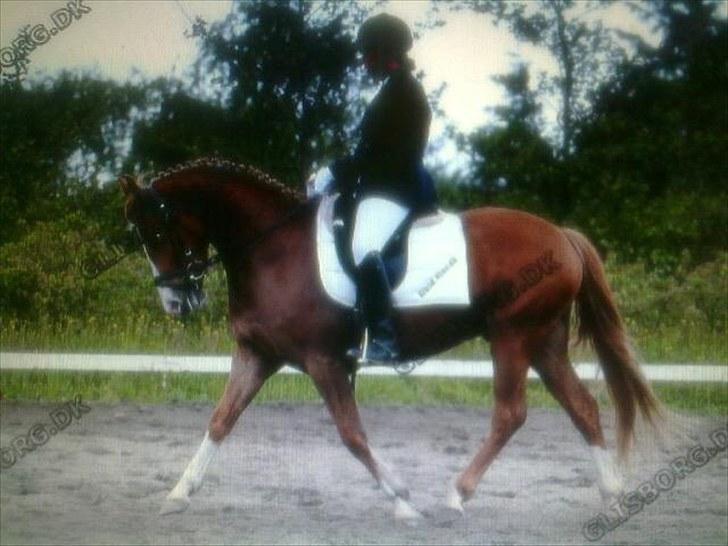 Anden særlig race Stald Nino`s Calido billede 9