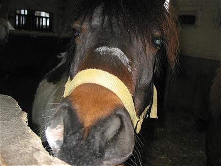 Anden særlig race plys - til min konfirmation d.30 april. han var så fin billede 14