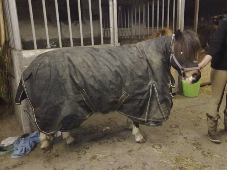 Anden særlig race plys billede 15