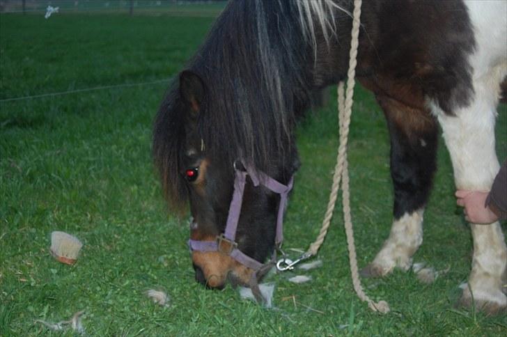 Anden særlig race plys billede 16