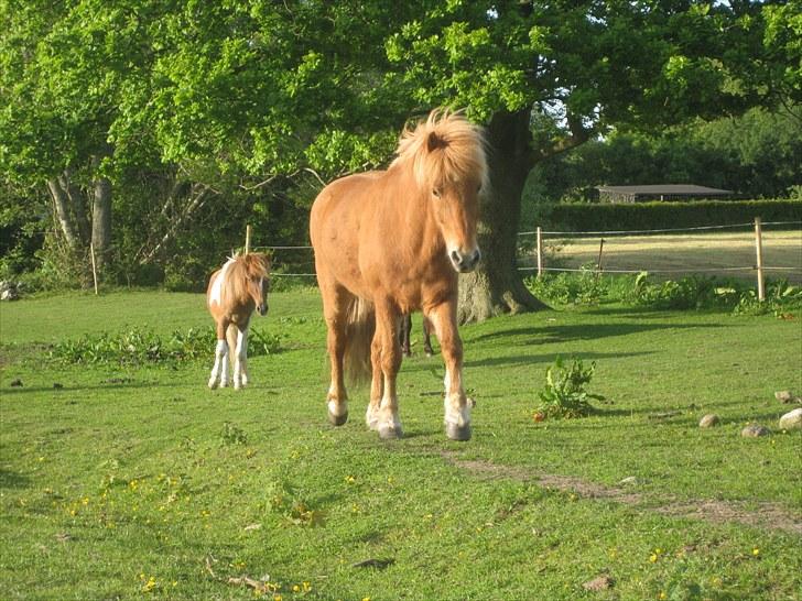 Islænder kjarval tingtvedgård billede 4