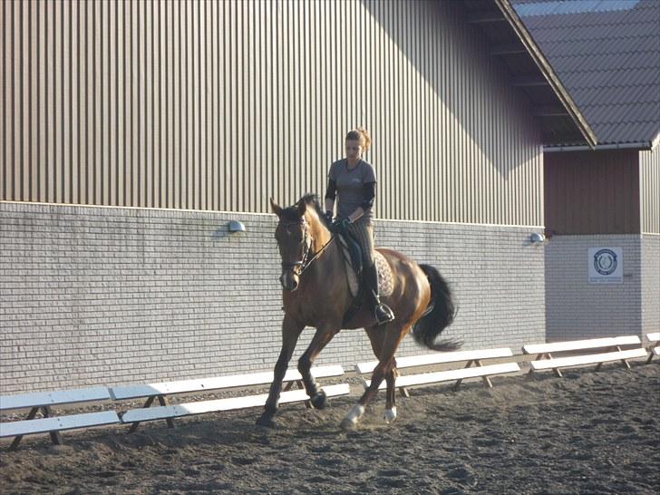 Dansk Varmblod Cappuchino - Cappuchino 5år. Lidt løs træning en forårs/sommer aften. -Skaarupgaard, Århus. Foto: Frederikke Schrøder, 8 Juni 2010 billede 32