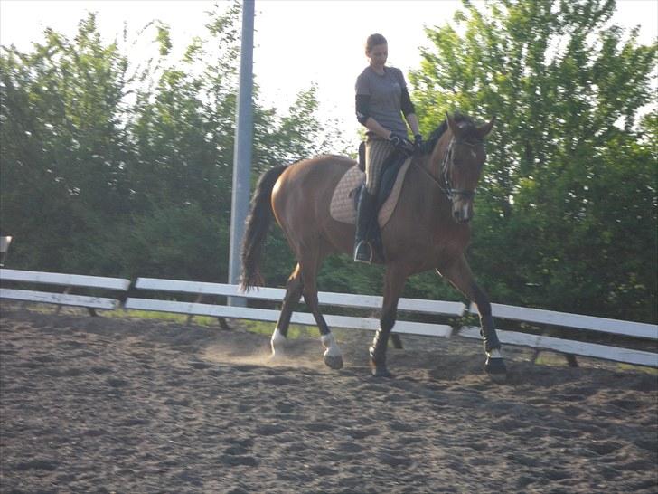 Dansk Varmblod Cappuchino - Cappuchino 5år. Lidt løs træning en forårs/sommer aften. -Skaarupgaard, Århus. Foto: Frederikke Schrøder, 8 Juni 2010 billede 33