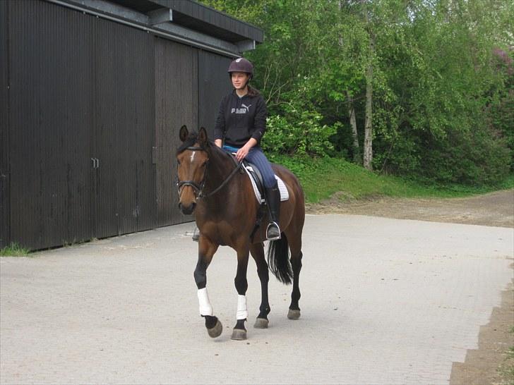 Hollandsk Varmblod Tricia R.I.P <3<3<3<3 billede 1