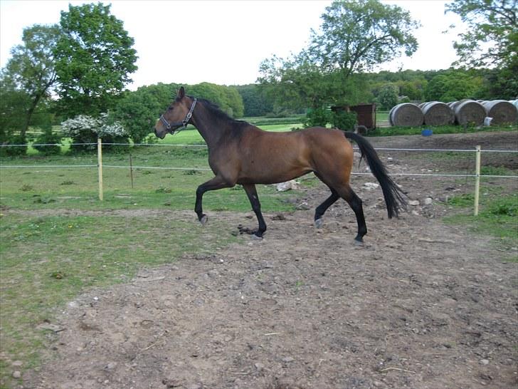 Hollandsk Varmblod Tricia R.I.P <3<3<3<3 billede 2