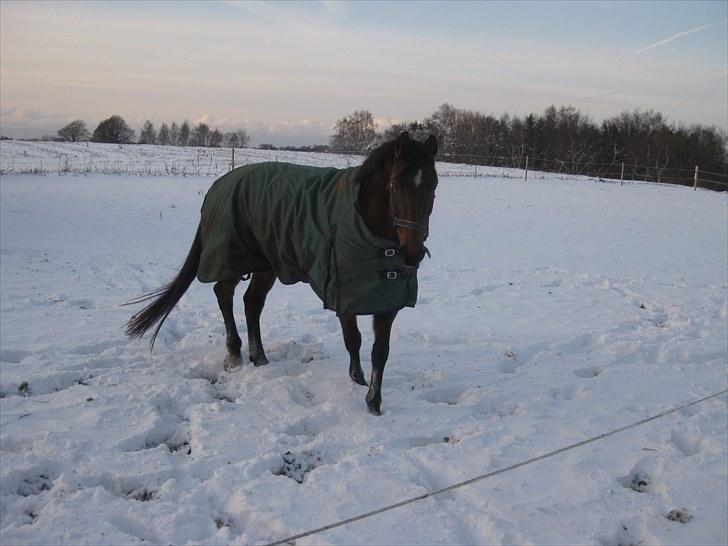 Hollandsk Varmblod Tricia R.I.P <3<3<3<3 billede 3