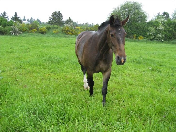 Anden særlig race Chanell  billede 3
