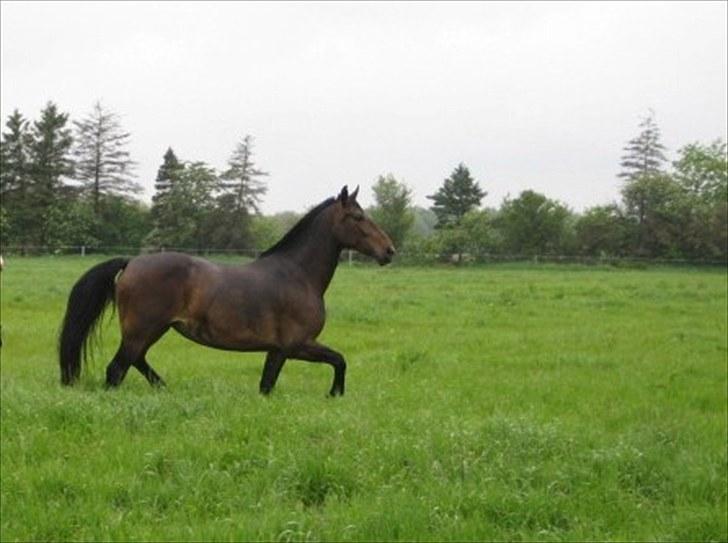 Anden særlig race Chanell  billede 4