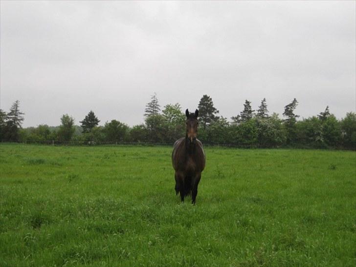 Anden særlig race Chanell  billede 5