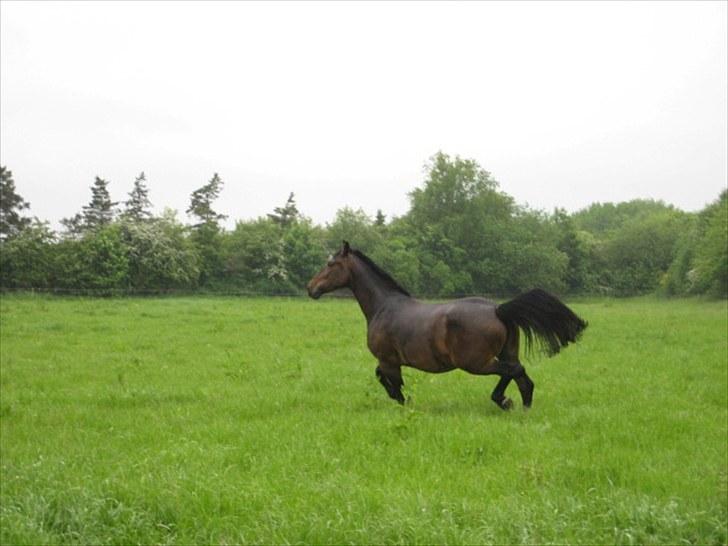 Anden særlig race Chanell  billede 6