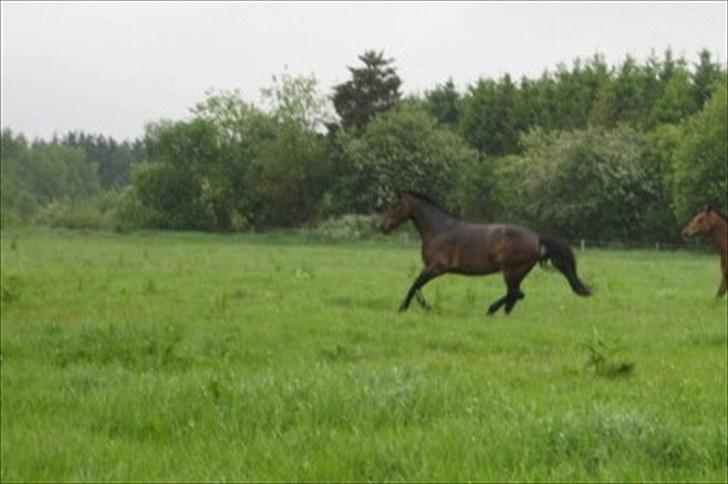Anden særlig race Chanell  billede 7