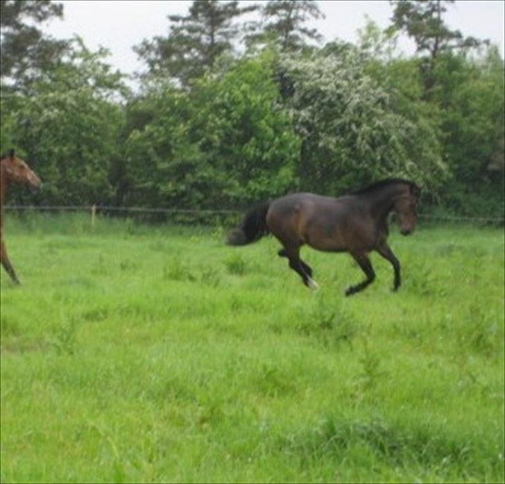 Anden særlig race Chanell  billede 8