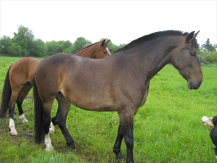Anden særlig race Chanell  billede 1