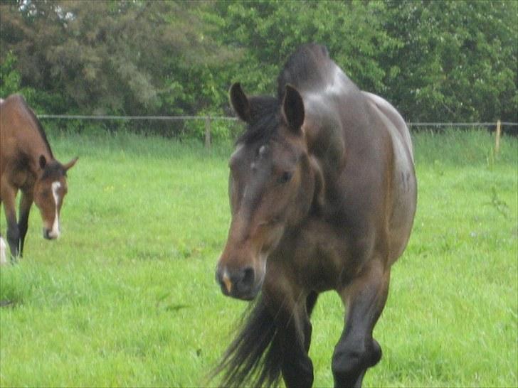 Anden særlig race Chanell  billede 10
